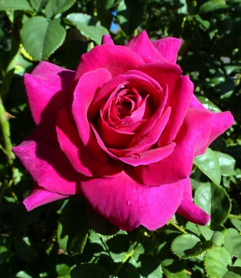 ROSE BRINDABELLA PURPLE PRINCE (3 gallon) Rosa x