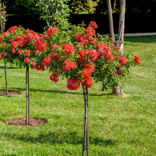RED DRIFT ROSE TREE (5 gallon) Rosa 'Meigalpio'
