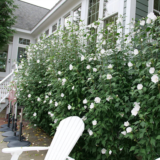 WHITE PILLAR ALTHA ROSE OF SHARON (3) gallon hibiscus syriacus