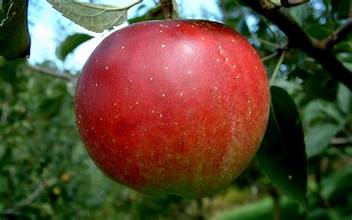 APPLE TREE STAYMAN WINESAP (5 gallon) malus domestica