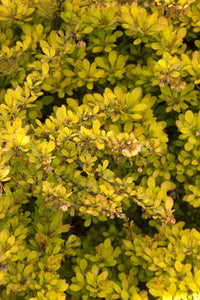 berberis thunbergii 'monry' SUNSATION BARBERRY