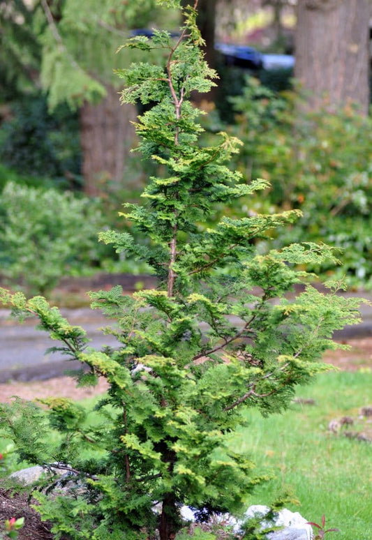 CYPRESS SLENDER HINOKI (2 gallon) Chamaecyparis obtusa 'Gracilis'
