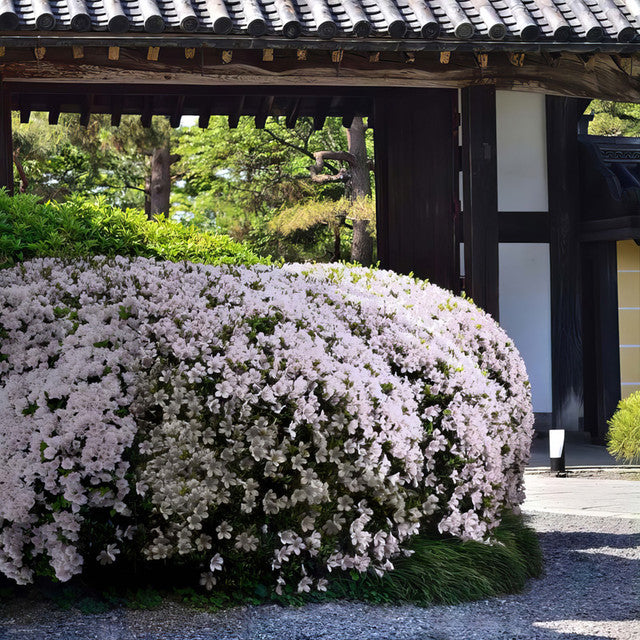 AZALEA SNOW (3 GALLON) azalea x