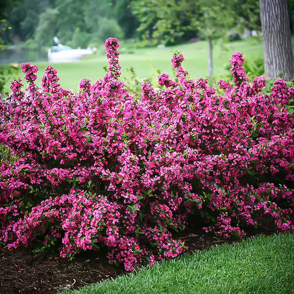 weigela 'sonic bloom' (3 gallon) SONIC BLOOM WEIGELA