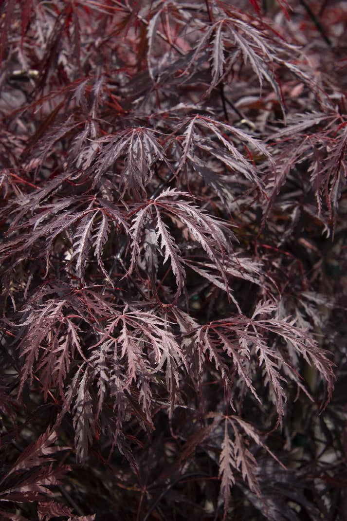 Japanese Maple Tamukeyama (10 Gallon) - Weeping Red-Purple Lace-Leaf ...