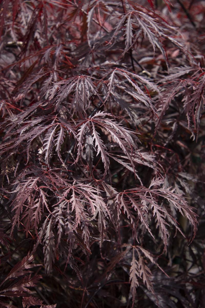 Japanese Maple Tamukeyama (7 Gallon) - Weeping Red-Purple Lace