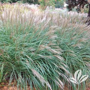 GRASS MAIDEN GRASS  LITTLE KITTEN (3 gallon) Miscanthus sinensis 'Little Kitten'