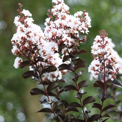 CRAPE MYRTLE THUNDERSTRUCK WHITE FLASH (3 Gallon) lagerstroemia x (white flash)
