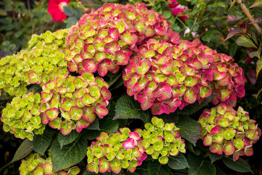 ENDLESS SUMMER 'TILT-A-SWIRL' HYDRANGEA (3 Gallon) hydrangea macrophylla ‘tilt-a-swirl’