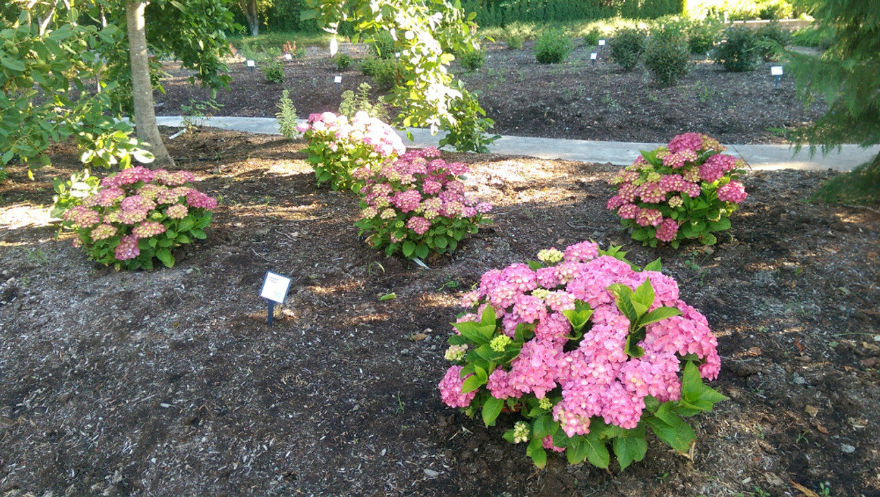 ENDLESS SUMMER 'TILT-A-SWIRL' HYDRANGEA (3 Gallon) hydrangea macrophylla ‘tilt-a-swirl’