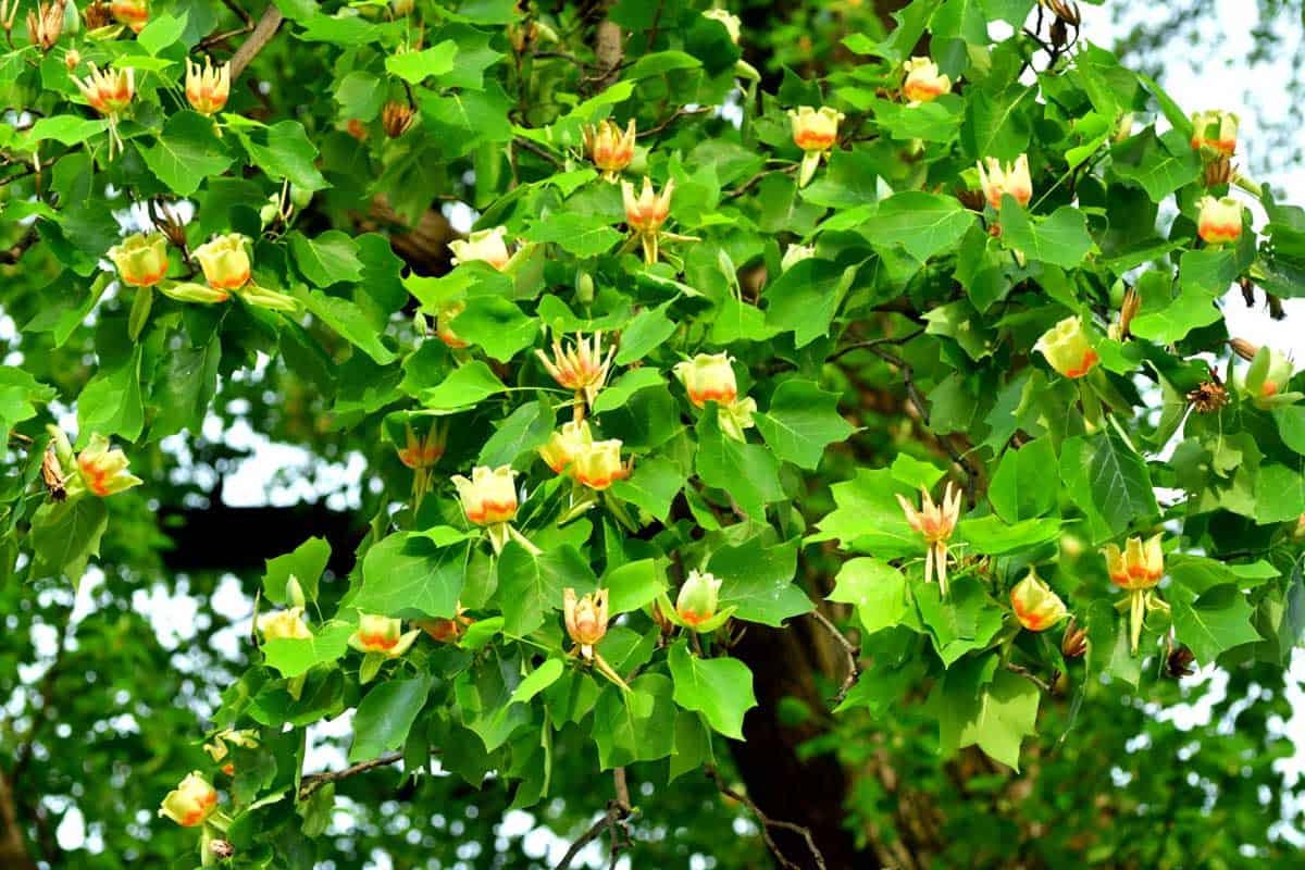 TULIP POPLAR (2.5" caliper) - liriodendron tulipifera