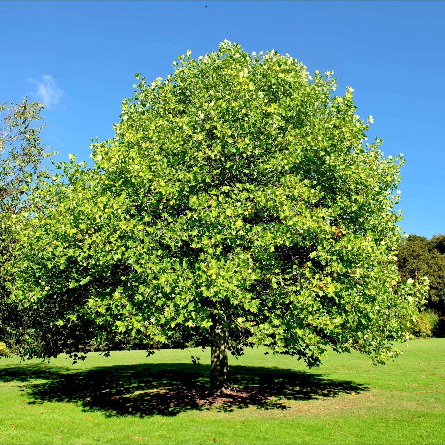 TULIP POPLAR (2.5" caliper) - liriodendron tulipifera