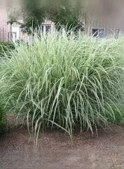 GRASS VARIGATED JAPANESE SILVER (7 Gallon) miscanthus sinensis 'variegatus'