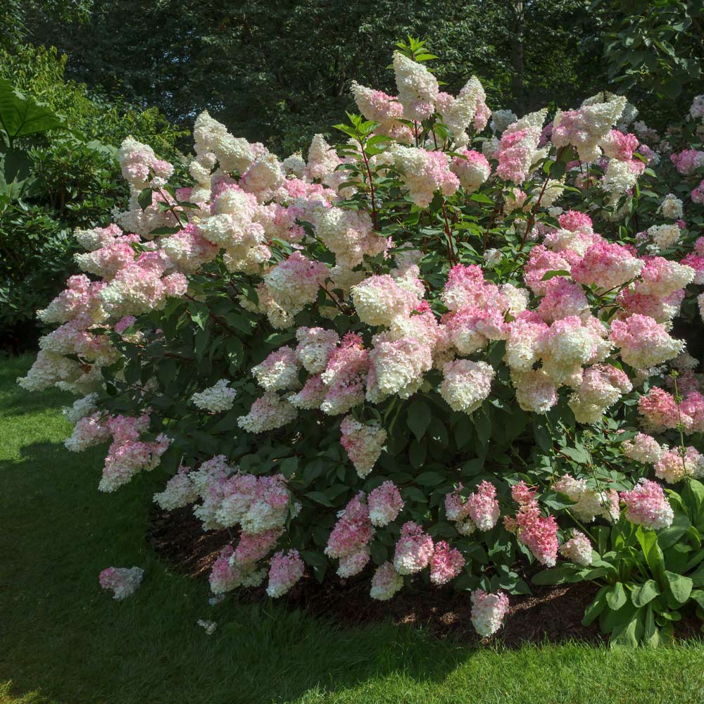 VANILLA STRAWBERRY HYDRANGEA (3 Gallon) 'hydrangea paniculata'