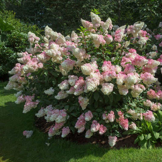 VANILLA STRAWBERRY HYDRANGEA (3 Gallon) 'hydrangea paniculata'