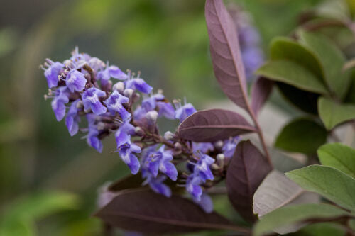 CHASE TREE FLIP SIDE  (3 gallon) Vitex x 'Bailtexone'