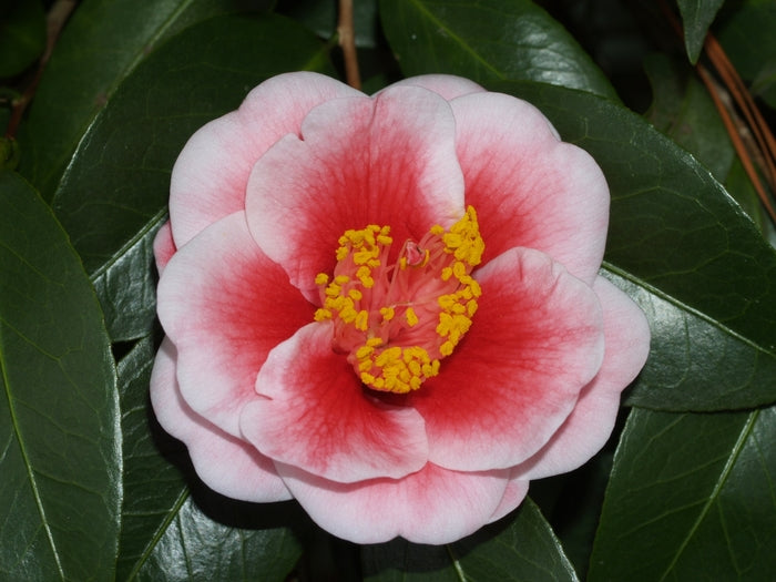 CAMELLIA TAMA VINO (3 gallon) Camellia japonica 'tama vino'