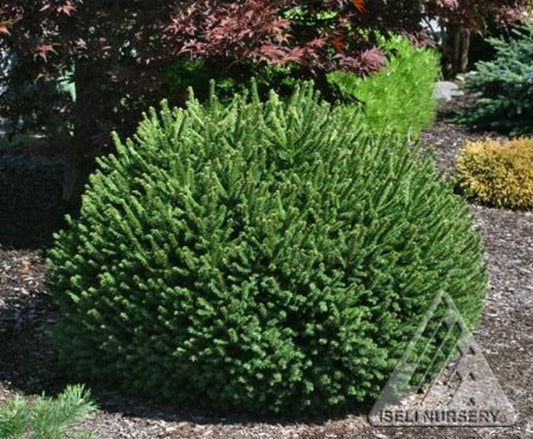 SPRUCE LITTLE GEM NORWAY (2 gallon) Picea abies 'Little Gem'