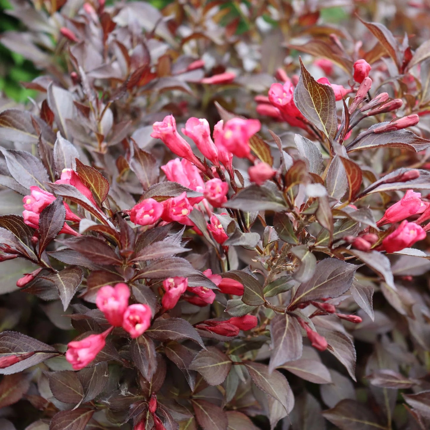weigela 'Midnight Wine Shine' (3 gallon) MIDNIGHT WINE SHINE WEIGELA