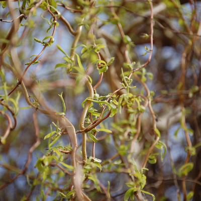 WILLOW CORKSCREW (5 gallon) Salix matsudana 'Tortuosa'