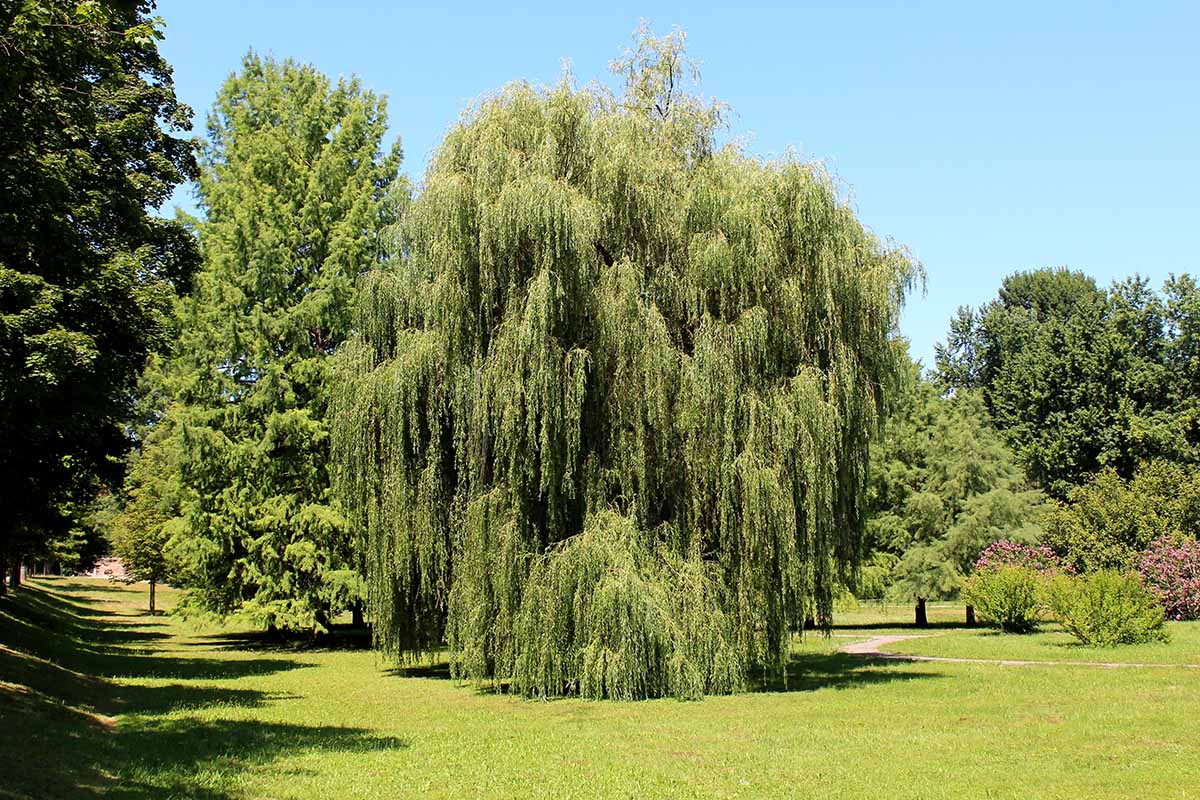 WEEPING WILLOW (1.5" caliper) - salix babylonica
