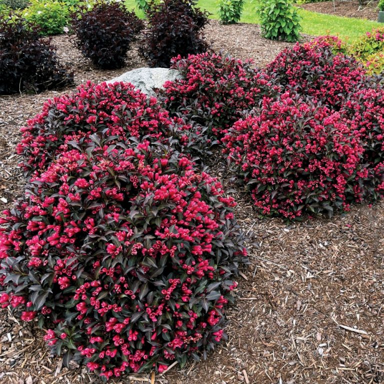 weigela 'electric love' (3 gallon) ELECTRIC LOVE WEIGELA