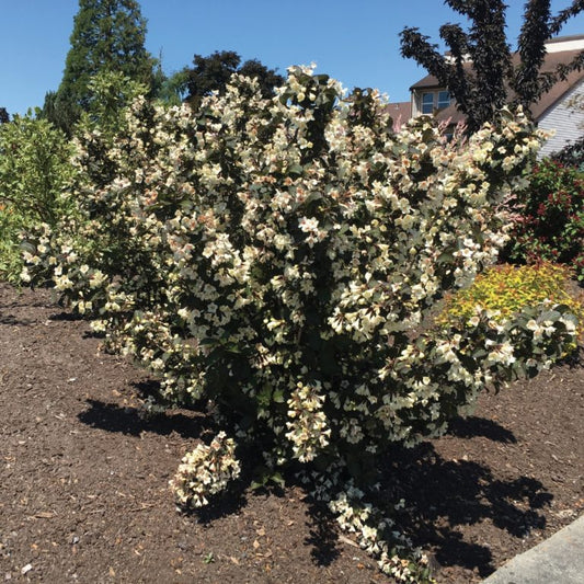 weigela 'Tuxedo' (3 gallon) TUXEDO WEIGELA