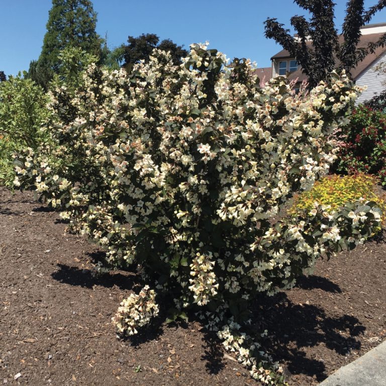 weigela 'Tuxedo' (3 gallon) TUXEDO WEIGELA