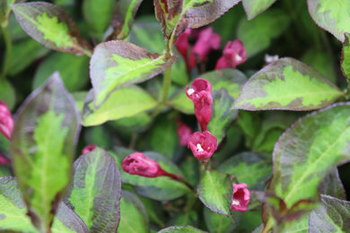 weigela 'Vinho Verde' (3 gallon) VINHO VERDE