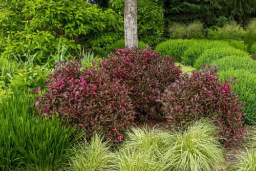 weigela 'Bokrashine' (3 gallon) SHINING SENSATION WEIGELA