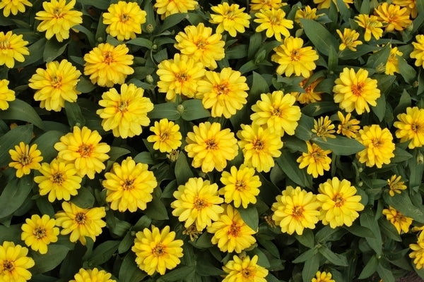 Zinnia Profusion Double Yellow (6-06 Pack)