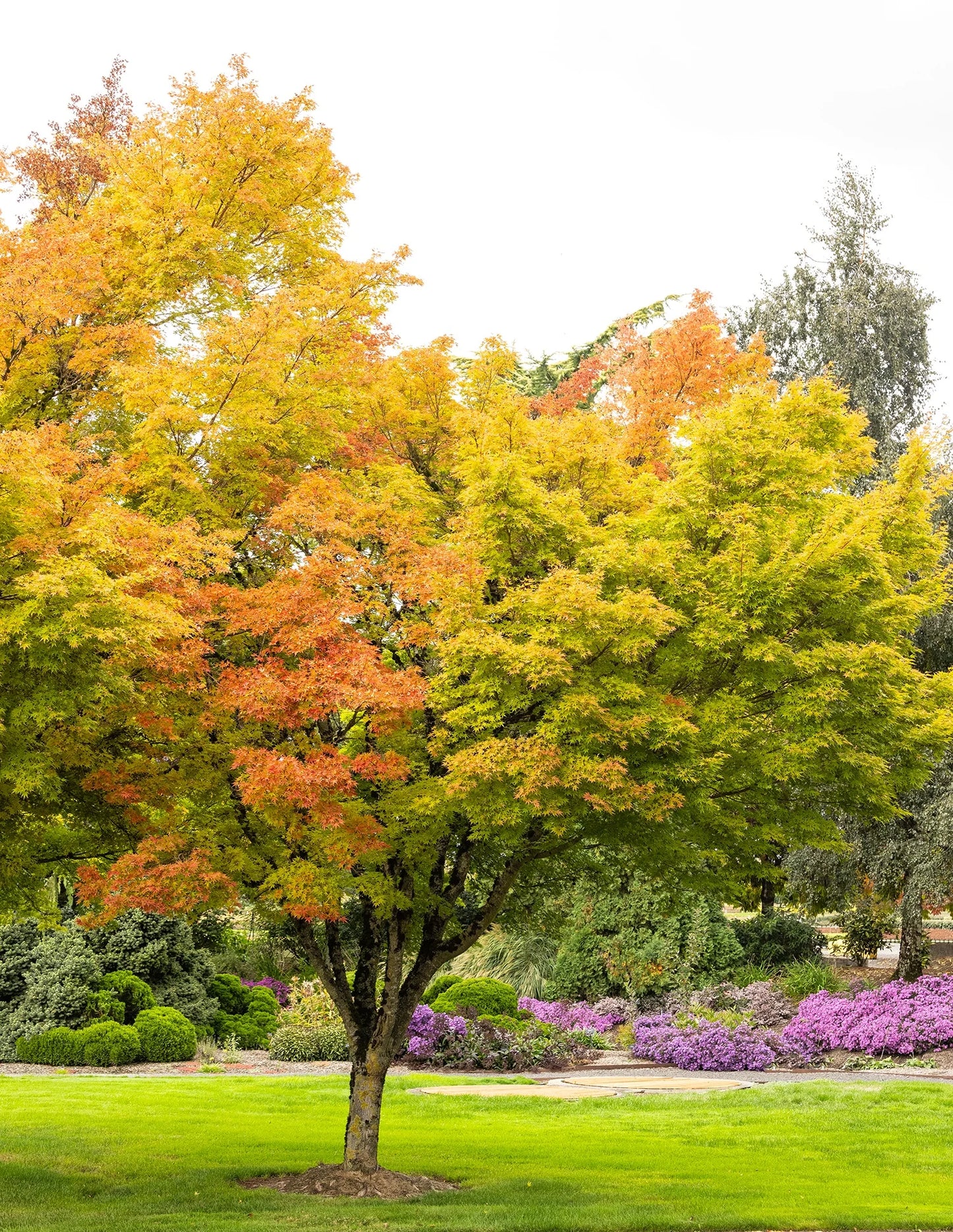 JAPANESE MAPLE CORAL BARK (5' B&B) acer palmatum 'Sango Kaku'