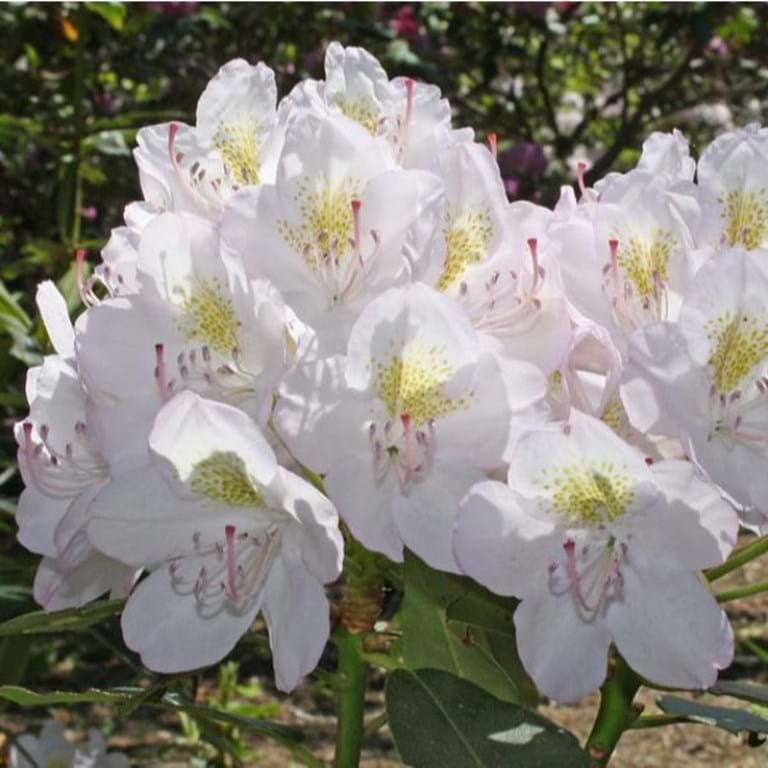 RHODODENDRON ALBUM ELEGANS (3 Gallon) Rhododendron catawbiense 'Album Elegans'