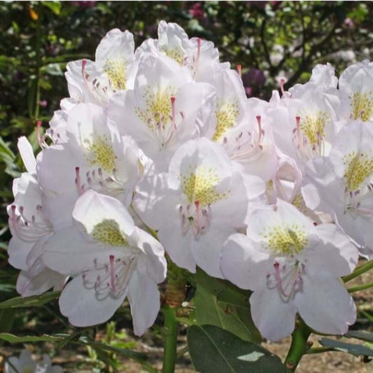 RHODODENDRON ALBUM ELEGANS (3 Gallon) Rhododendron catawbiense 'Album Elegans'