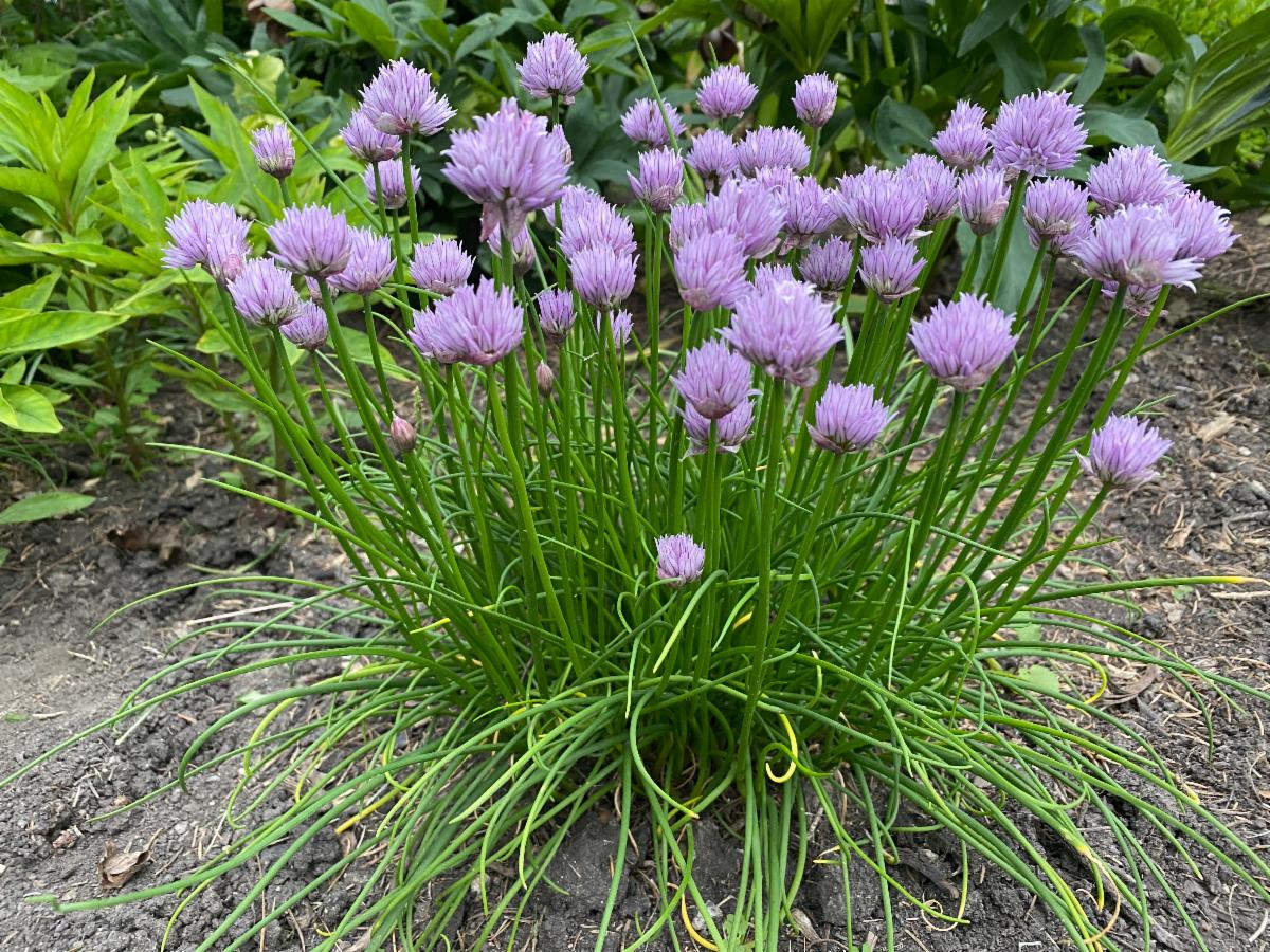 Allium Chivette (2.5" Premium)