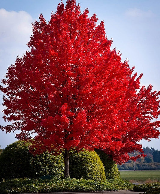 MAPLE RED (1.5" caliper) - acer rubrum
