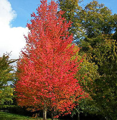 Maple Tree - Armstrong - 5 Gallon