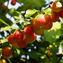 PLUM AU CHERRY (3 Gallon) Prunus salicina 'Au Cherry'