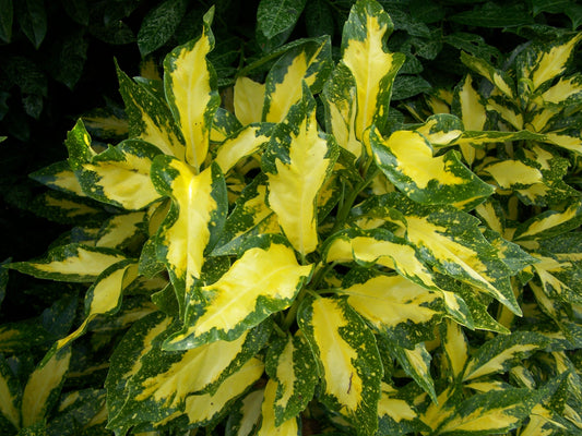 AUCUBA PICTURATA (3 gallon) aucuba japonica 'picturata'