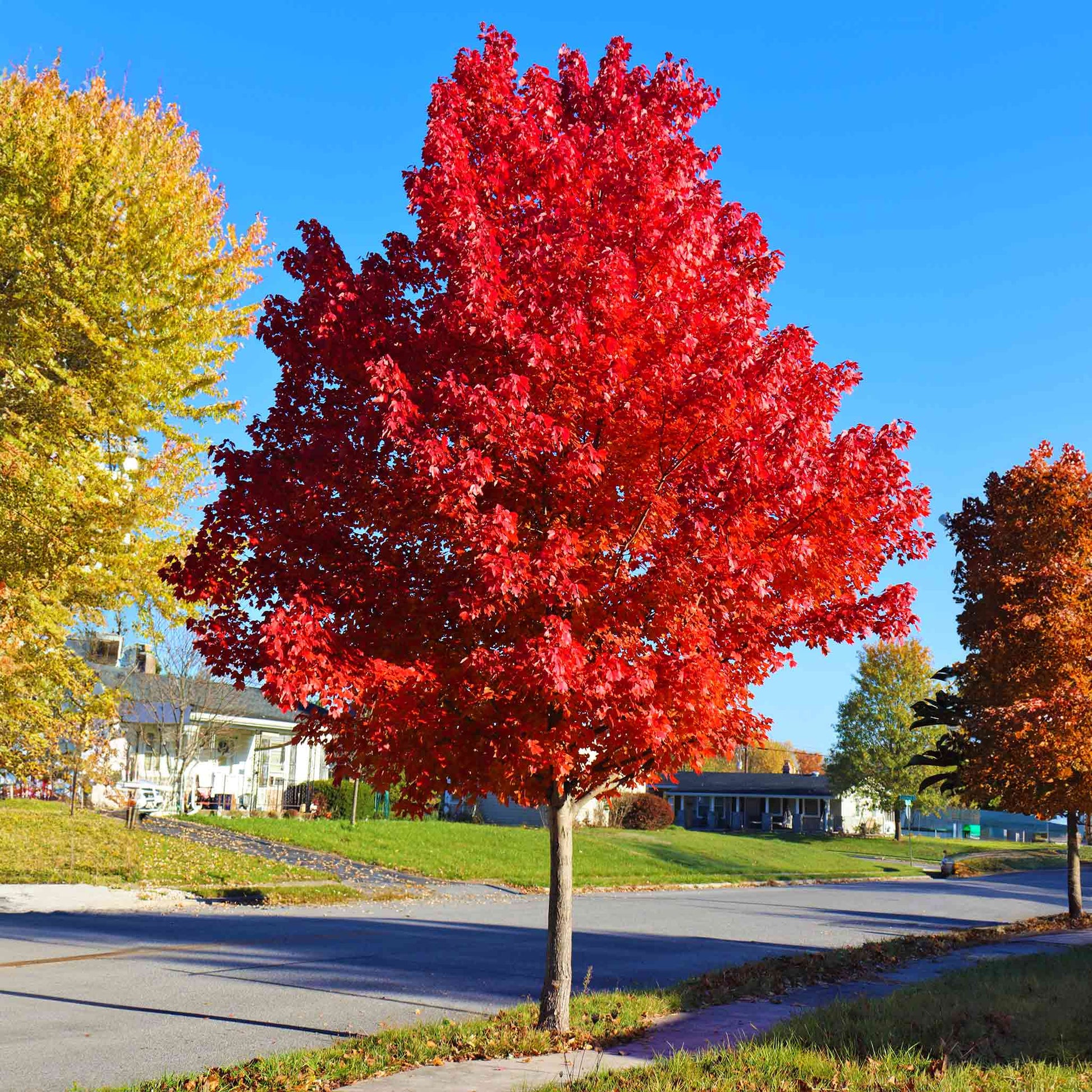 autumn blaze maple planting distance from house Autumn Blaze Maple (1.5" Caliper)
