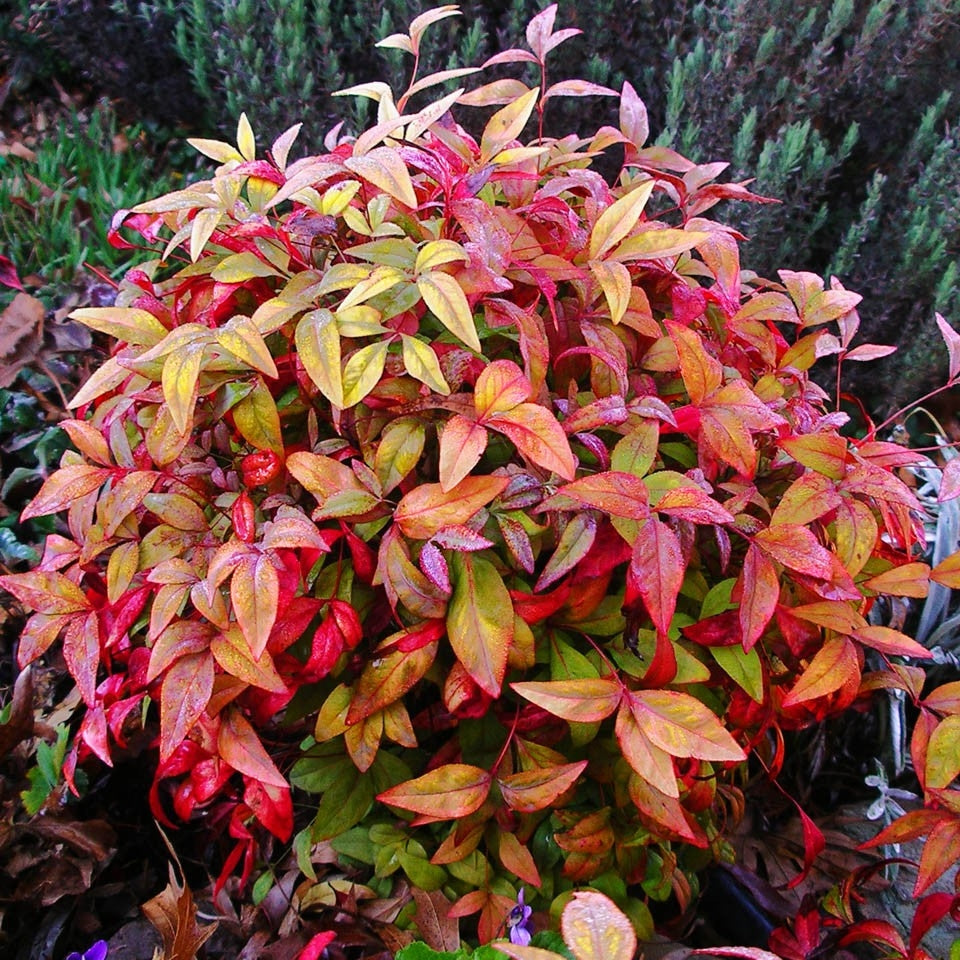 nandina domestica 'firepower' FIREPOWER DWARF NANDINA