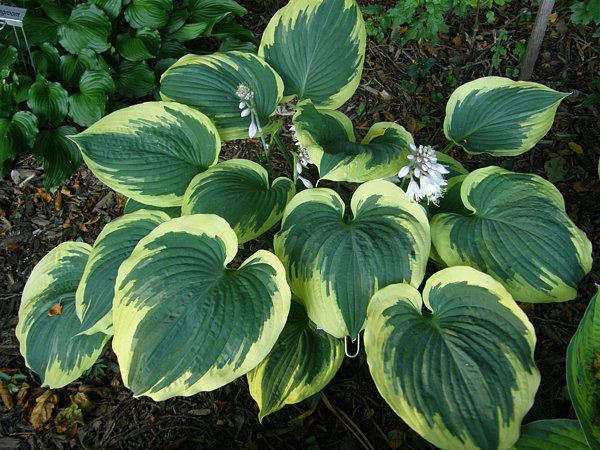 HOSTA BAND OF GOLD (1 quart) hosta x 'band of gold'