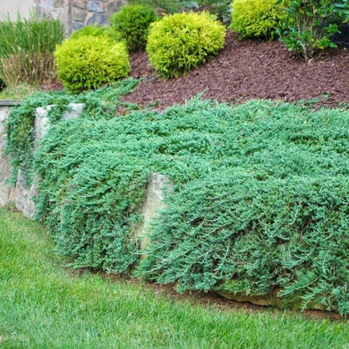 JUNIPER BLUE RUG  (1 Gallon) juniperus horizontalis 'Wiltonii'
