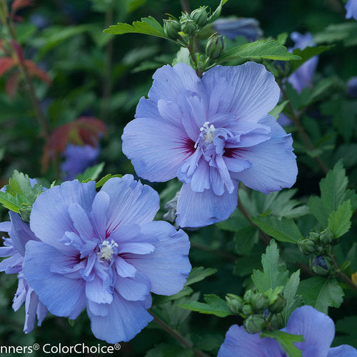 hibiscus lavender chiffon tree Althea Blue Chiffon Tree Form (7 Gallon)