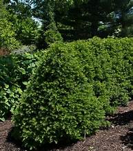 YEW CAP (18"-24" BB) Taxus cuspidata 'Capitata'