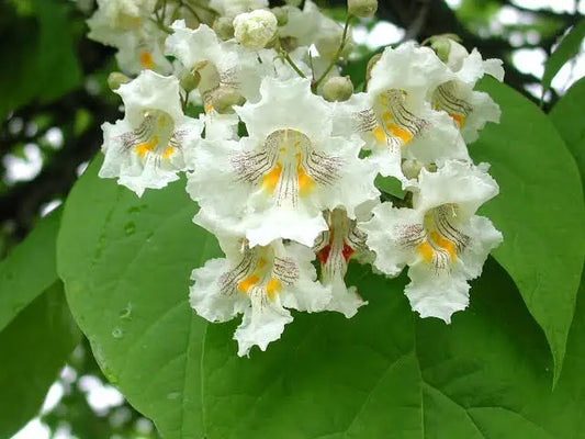 CATALPA TREE (5 gallon) - Catalpa speciosa