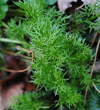 Chamoile German (4") (Shipped)