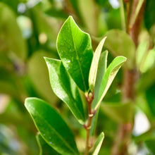 Load image into Gallery viewer, LAUREL CHERRY EVERBRITE (7 gallon) Prunus caroliniana &#39;Greevbrite&#39;