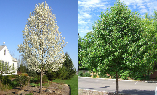 CLEVELAND FLOWERING PEAR TREE (5 gallon) pyrus calleryana 'Cleveland Select'