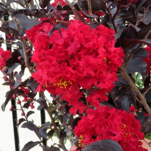 lagerstroemia x 'JM2' PPAF THUNDERSTRUCK RUMBLIN RED CRAPE MYRTLE